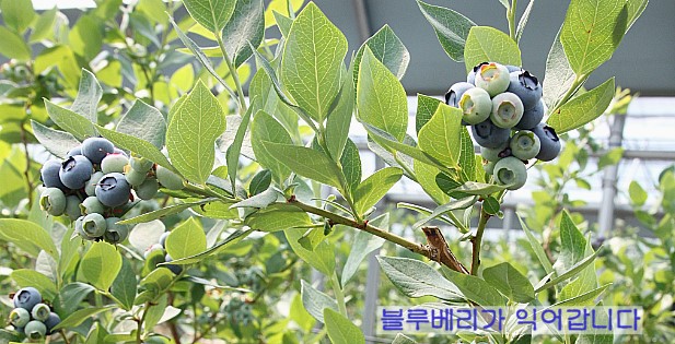 블루베리