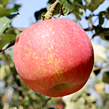 제품간략이미지